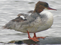 Common Merganser